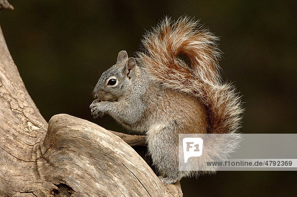 Arizona Grauh Rnchen Sciurus Arizonensis Alttier Arizona Usa