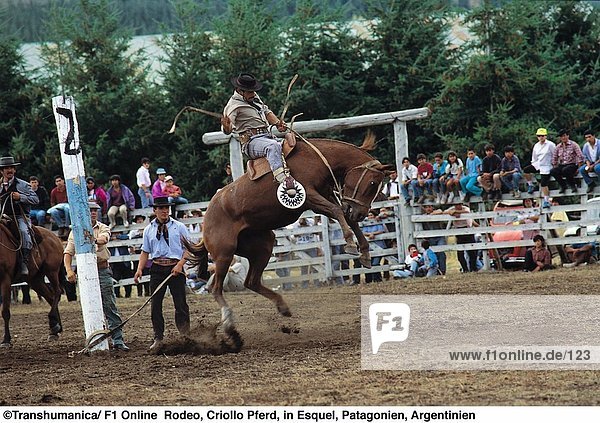 Cowboy in Rodeo  Esquel  Provinz Chubut  Patagonien  Argentinien
