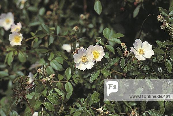 Nahaufnahme der Rosa Canina Blumen  Deutschland