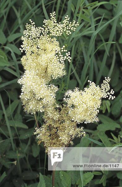 Nahaufnahme Maedesuess (Filipendula Ulmaria) Blume  Deutschland