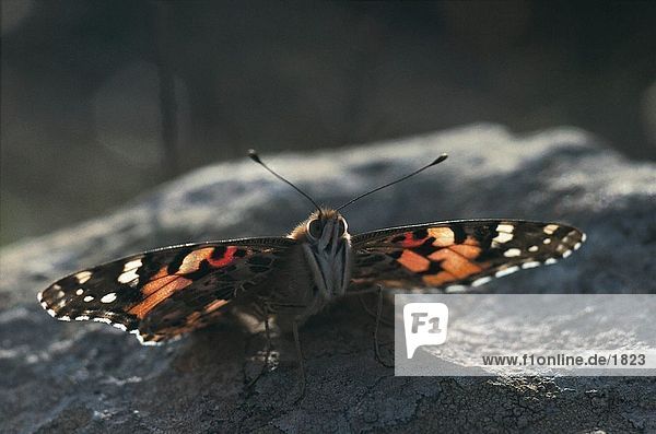 Close-up of Painted Lady (Vanessa cardui) butterfly on rock  Cap Bon  Tunisia