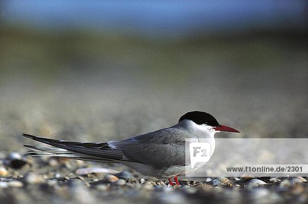 Close-up of Common Tern (Sterna hirundo) bird on pebbles  Amrum Island  Germany
