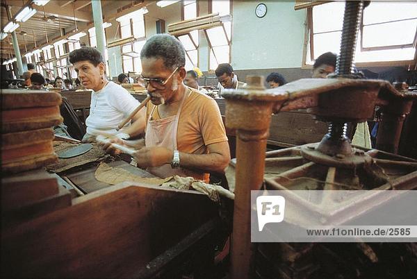 Man and woman rolling tobacco leafs in partagas cigar factory  Havana  Cuba