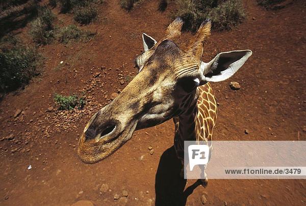 Erhöhte Ansicht Giraffe (Giraffa Camelopardalis) stehen im Wald  Kenia