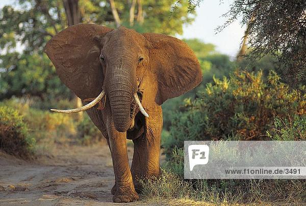 Afrikanischen Elefanten (Loxodonta Africana) Wandern im Wald  Samburu National Reserve  Kenia