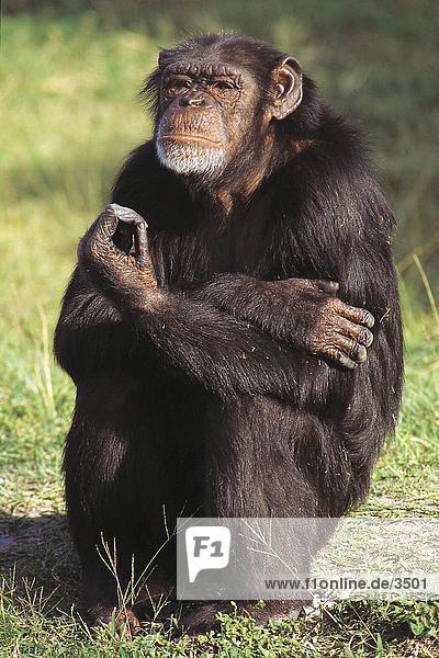 Schimpansen (Pan Troglodytes) sitzen im Feld  Kenia