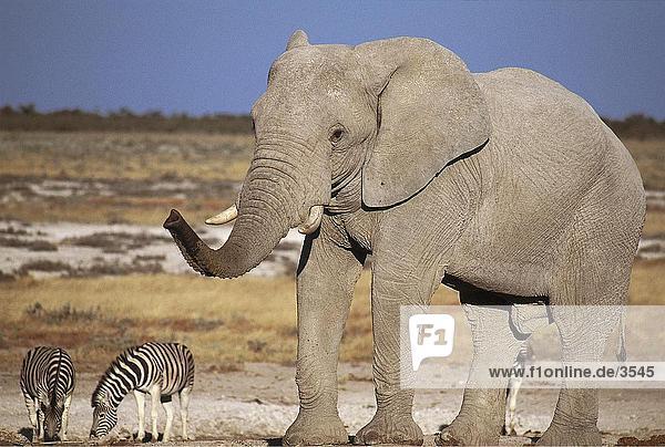 Afrikanischen Elefanten (Loxodonta Africana) mit Zebras im Hintergrund  Etosha National Park  Namibia