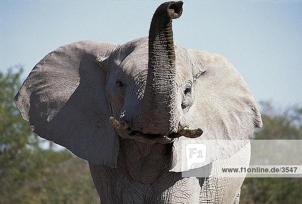 Afrikanischen Elefanten (Loxodonta Africana) im Wald  Etosha National Park  Namibia