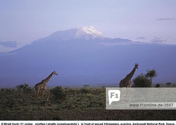 Zwei Giraffen (Giraffa Camelopardalis) Wandern im Feld  Kilimandscharo  Ambroseli National Park  Kenia