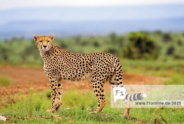 Cheetah (Acinonyx Jubatus) im Feld  Masai Mara National Reserve  National Reserve  Kenia