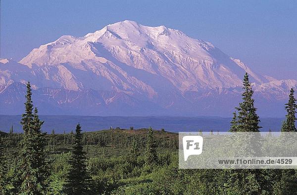 Bäume mit Bergen im Hintergrund  Mount McKinley  Alaska  USA