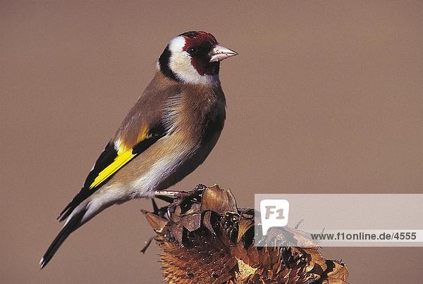 Close-up of Goldfinch (Carduelis carduelis) perching on dry flower  Vorwald  Bavarian Forest National Park  Bavaria  Germany