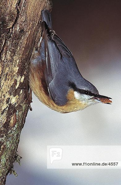 Nahaufnahme der Kleiber (Sitta Europaea) Vogel hocken am Baum  Vorwald  Nationalpark Bayerischer Wald  Bayern  Deutschland