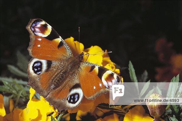 Nahaufnahme des Peacock bestäubenden Schmetterling auf Blume  Deutschland