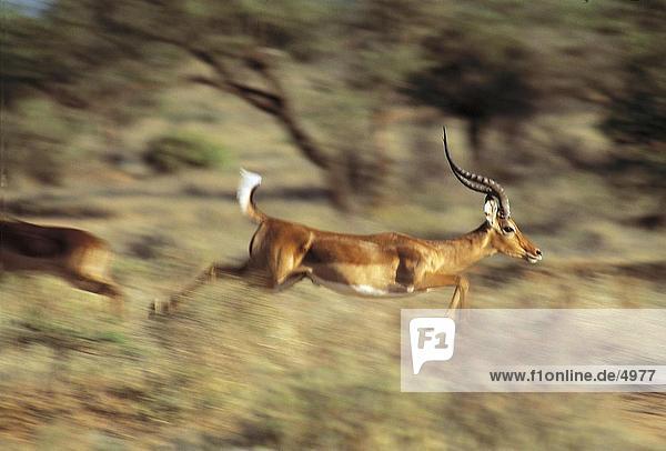 Impala (Aepyceros Melampus) im Feld  Samburu National Park  Kenia