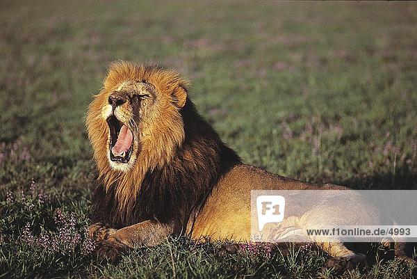 Löwen (Panthera Leo) Gähnen im Feld  Masai Mara National Park  Kenia