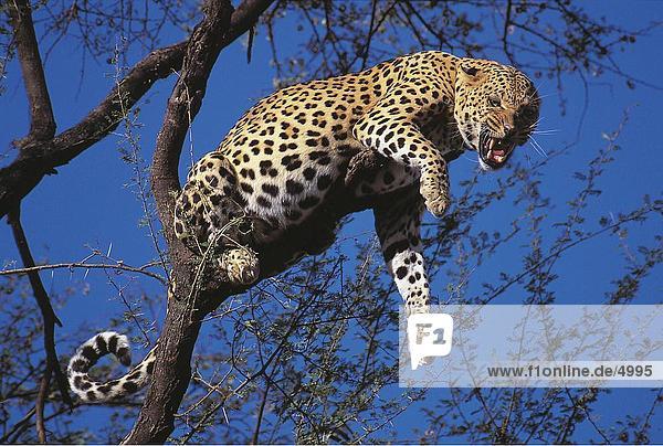 Untersicht der Leopard (Panthera Pardus) Rauschen auf Baum  Namibia