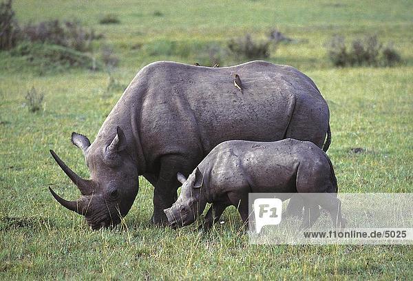 Black Rhinoceros (Diceros Bicornis) gehen mit ihrer Kalb in Feld  Masai Mara National Park  Kenia
