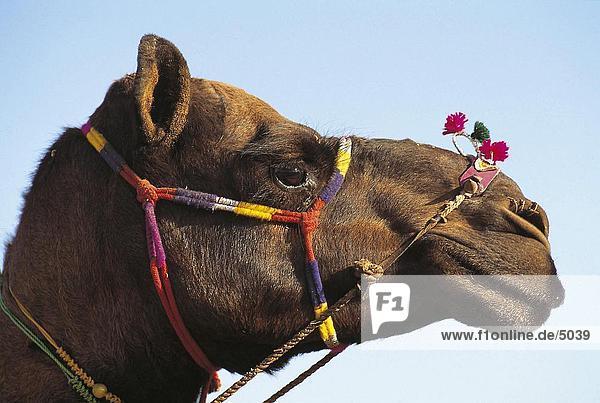 Nahaufnahme-Dromedar (Camelus Dromedarius) auf Messe  Pushkar Kamel Messe  Pushkar Rajasthan  Indien