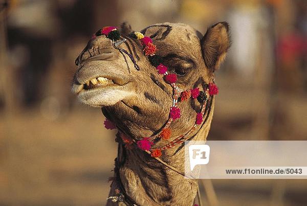 Nahaufnahme-Dromedar (Camelus Dromedarius) auf Messe  Pushkar Kamel Messe  Pushkar Rajasthan  Indien