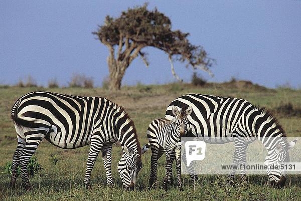 Gewähren Sie Zebras (Equus Quagga Boehmi) stehend mit seiner Fohlen im Wald  Masai Mara  Kenya