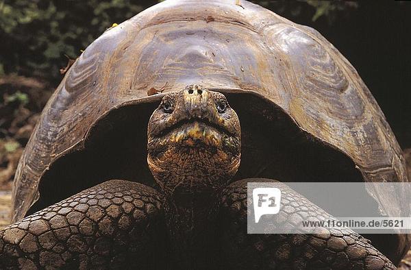 Close-up of Galapagos Tortoise (Geochelone nigra)  Galapagos Islands  Ecuador