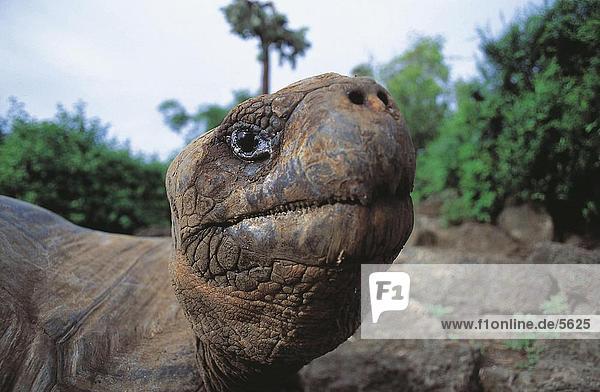 Close-up of Galapagos Tortoise (Geochelone nigra)  Galapagos Islands  Ecuador