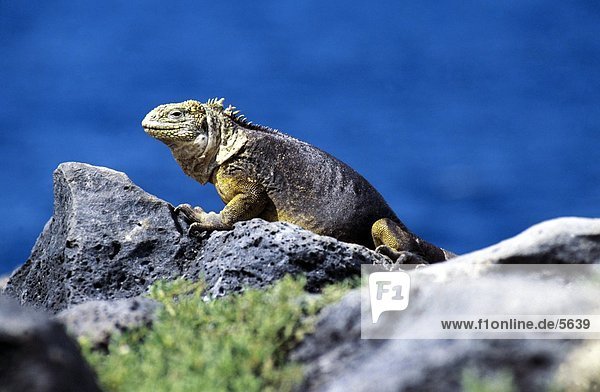 Galapagos Land Iguana (Conolophus subcristatus) on rock  Island Plaza Sur  Galapagos Islands  Ecuador