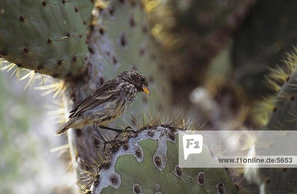 Cactus-finch (Geospiza scandens) perching on cactus  Galapagos Islands  Ecuador