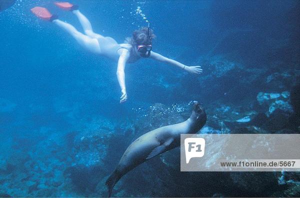 Woman and Galapagos Sea-lion (Zalophus californianus wollebaekii) swimming underwater  Galapagos Islands  Ecuador