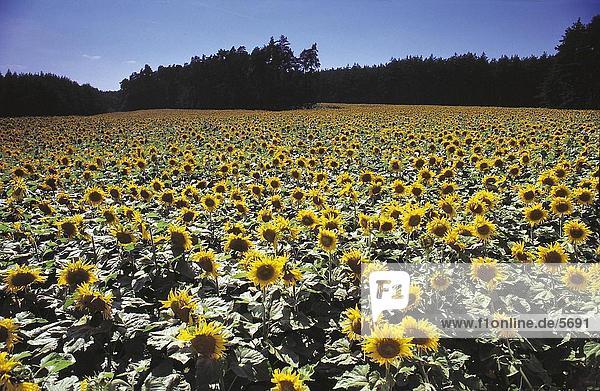 Sunflowers (Helianthus annuus) blooming in field  Germany