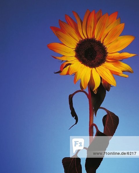 Nahaufnahme der Sonnenblume (Helianthus Annuus) gegen blauen Himmel  Deutschland