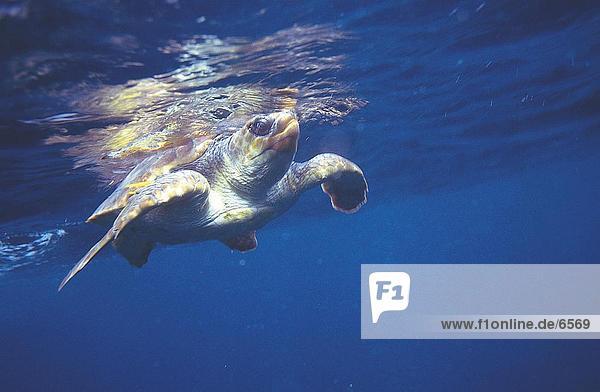 Wasserschildkröte Schildkröte Unterwasseraufnahme schwimmen Portugal