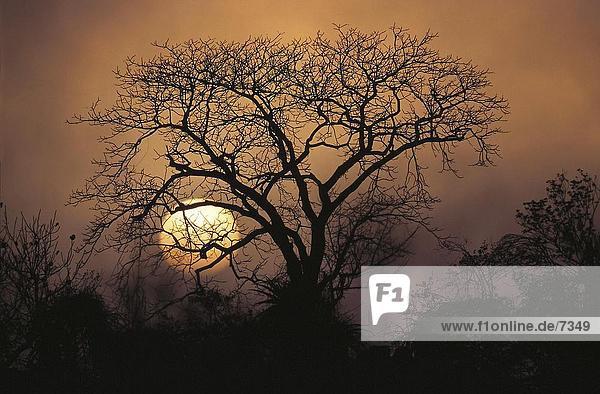 Silhouette von kahlen Bäumen in der Dämmerung  Kruger-Nationalpark  Südafrika