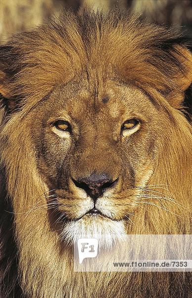 Nahaufnahme des Löwen (Panthera Leo)  Etosha National Park  Namibia