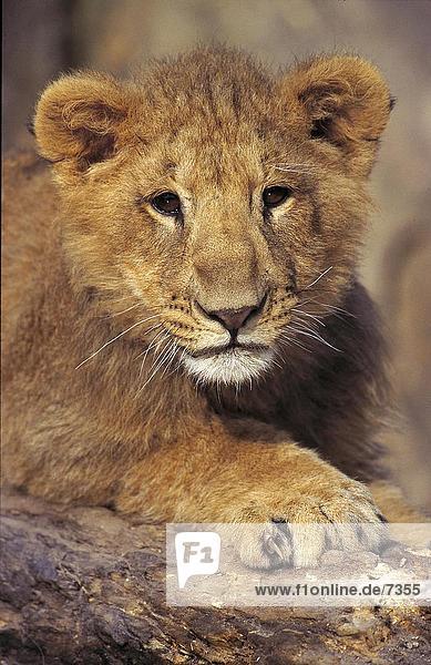 Nahaufnahme der Löwenjunges (Panthera Leo)  Etosha National Park  Namibia