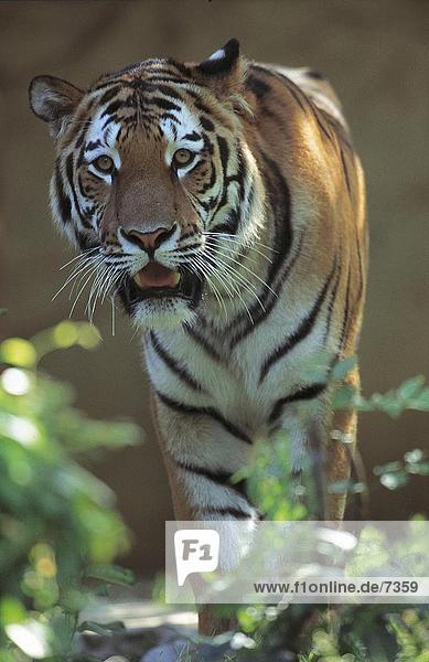 Sibirischer Tiger (Panthera Tigris Altaica) walking im Wald
