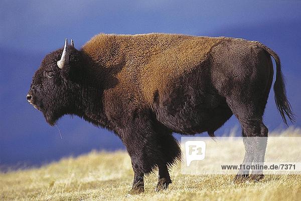 Amerikanischer Bison (Bison Bison) im Feld  Yellowstone National Park  USA