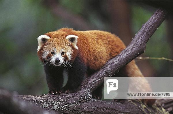 Roter Panda (Ailurus Fulgens) auf Baum