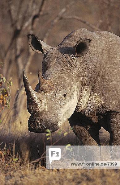 White Rhinoceros (Ceratotherium Simum) stehen im Wald  Kruger-Nationalpark  Südafrika