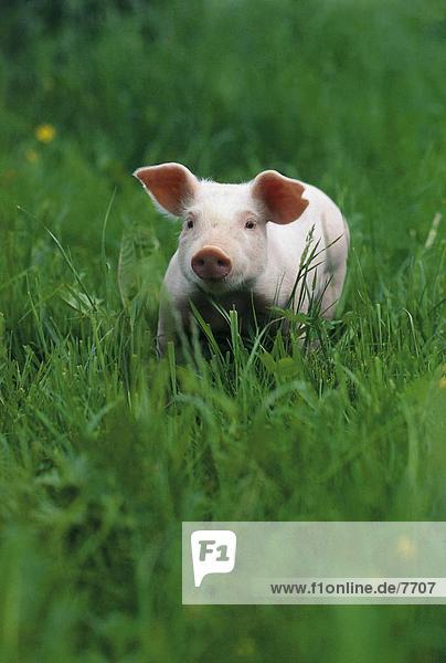 Piglet walking in grass