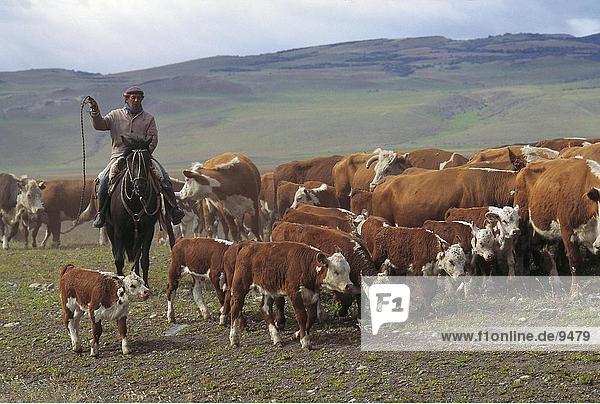Gaucho herding Kalbsleber und Kühe im Feld  Patagoniens