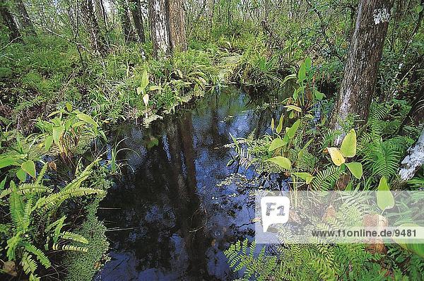Swamp in forest  Corkscrew Swamp Sanctuary  Fort Myers  Florida  USA