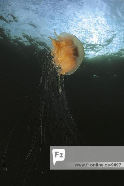 Close-up of jellyfish underwater  Norway  Europe