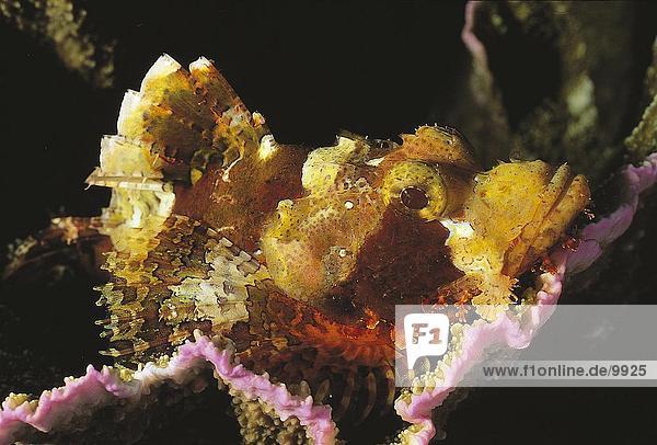 Close-up of Scorpionfish underwater  Philippines  Asia