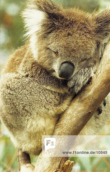 Koala (Phascolarctus Cinereus) schlafen Sitzung vom Baum