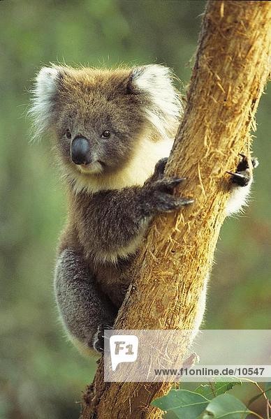 Koala (Phascolarctus Cinereus) Sitzung vom Baum