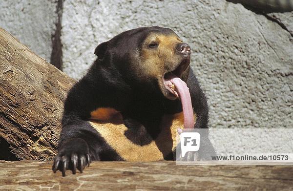 Asiatische Schwarzbären (Ursus Thibetanus) seine Zunge herausstrecken
