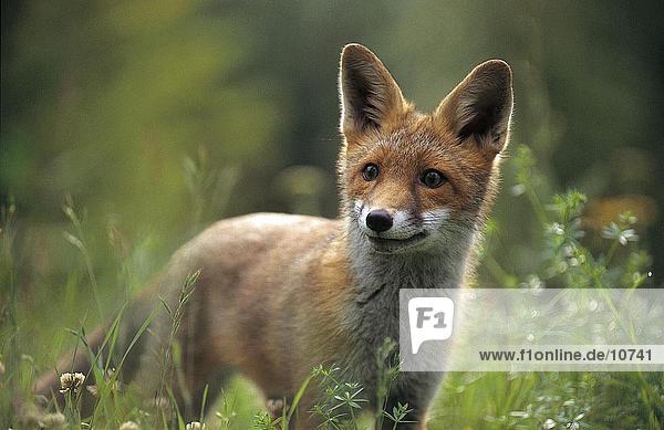 Red fox cub (Vulpes vulpes) standing in field Germany