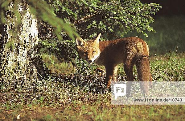 Red fox (Vulpes vulpes) standing in field Germany
